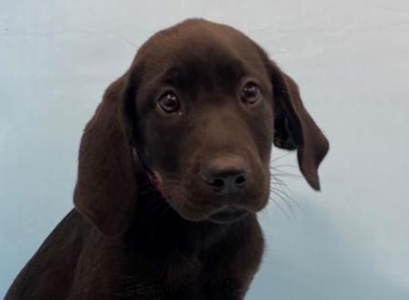 Heidi